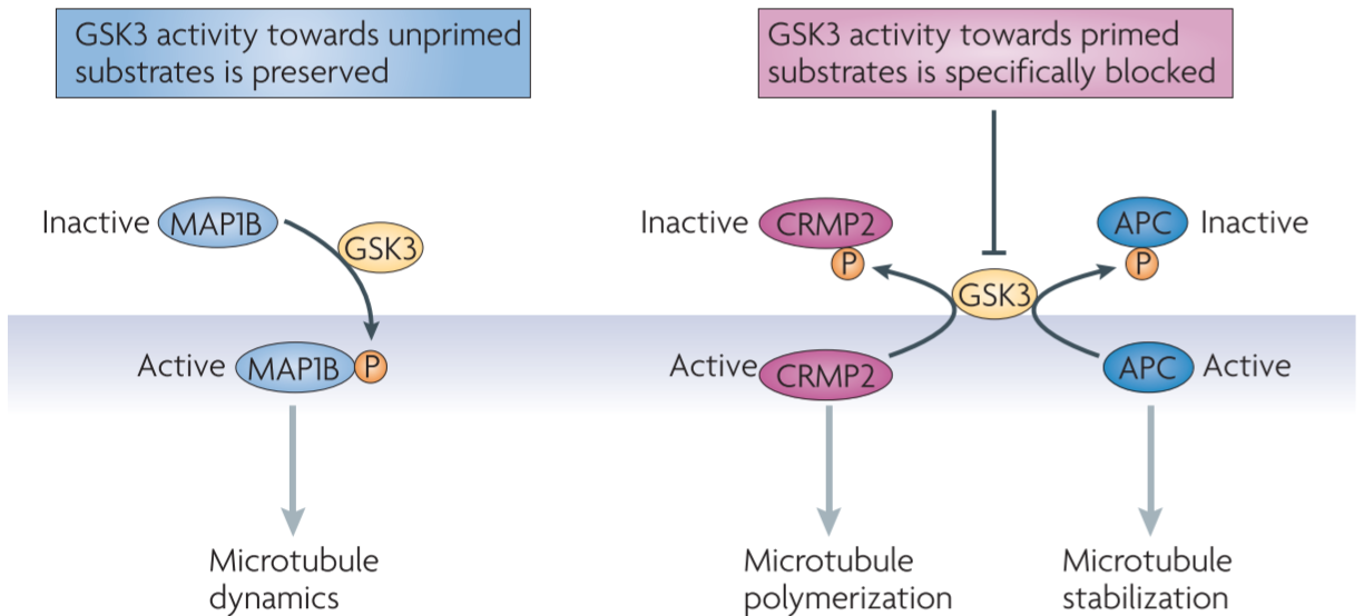 Figure 5 │ **Differential regulation of GSK3 substrates during axon growth**